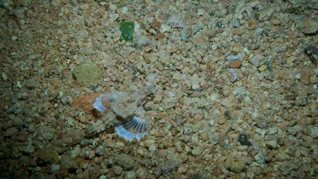 Seamoth moves on the sandy bottom in shallow water. Pegasus, Little Dragonfish or Common Seamoth (Eurypegasus draconis). 4K-60fps