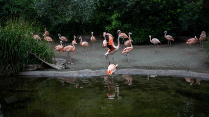 Obraz premium Pink flamingo portrait in Seattle zoo.