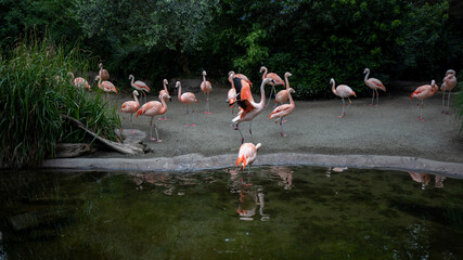 Pink flamingo portrait in Seattle zoo.