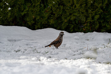 A nutcracker, nucifraga caryocatactes, is looking for food at a winter day. He looks for seeds from...