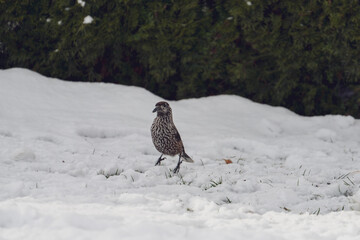 A nutcracker, nucifraga caryocatactes, is looking for food at a winter day. He looks for seeds from...