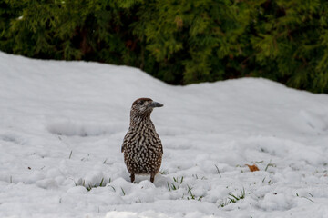 A nutcracker, nucifraga caryocatactes, is looking for food at a winter day. He looks for seeds from...