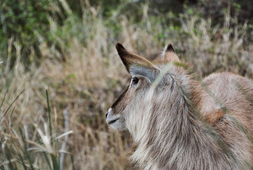 Female ellipsiprymnus waterbuck, Kobus ellipsiprymnus, is a large grey antelope found in Africa.