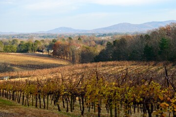 Vineyard in the Autumn season background Dahlonega, Georgia.