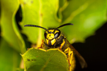 Beautiful Median wasp (Dolichovespula) portrait 