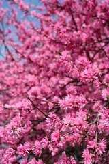 満開の花