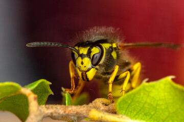Beautiful Median wasp (Dolichovespula) portrait 