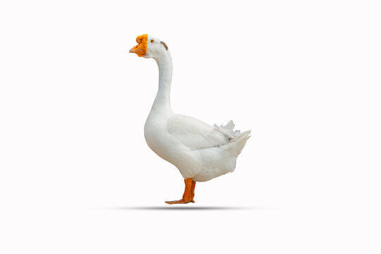 white duck isolated on a white background clipping path