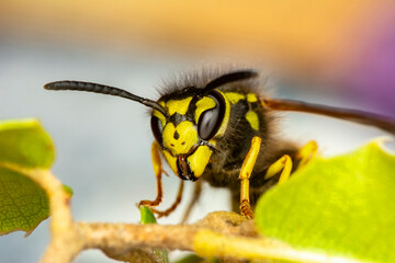 Beautiful Median wasp (Dolichovespula) portrait 