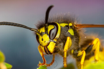 Beautiful Median wasp (Dolichovespula) portrait 