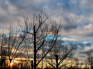 Obraz premium sunset in the forest