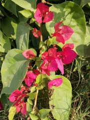 red rose bush