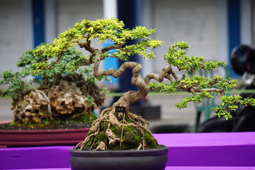 The beautiful bonsai with a natural background