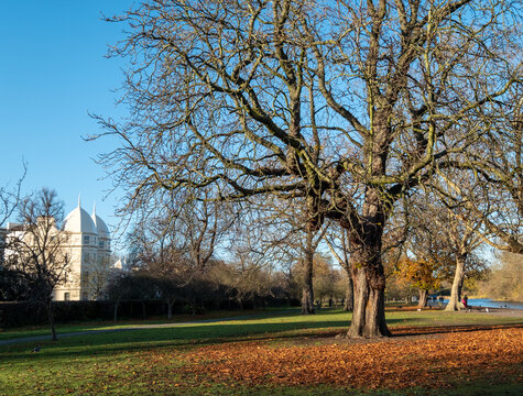 View of trees in Regent's Park in London, photographed on a cold crisp winter's day. 