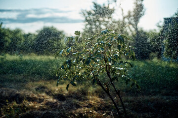 trees green leaves summer nature agriculture cultivation