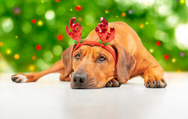 Rhodesian ridgeback dog wearing funny reindeer antlers laying on the floor against Christmas tree background Christmas dog