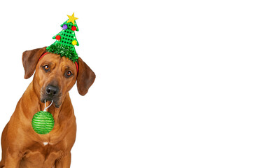 Dog wearing funny christmas tree costume and holding Christmas ball in mouth Christmas dog
