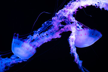 jellyfish in the water