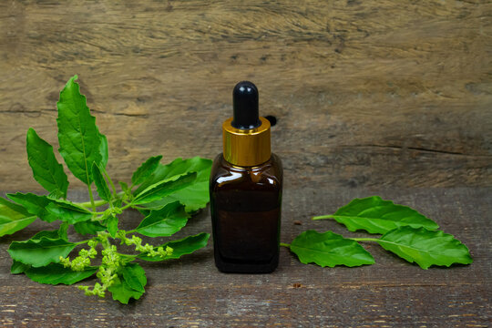 Basil or Tulsi Essential Oil in bottle with Branch of Basil and green leaf on rustic wooden background.