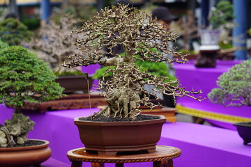 The beautiful bonsai with a natural background