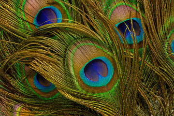 Macro peacock feathers,Colorful and Artistic Peacock Feathers. This is a macro photo of an arrangement of luminous peacock feathers