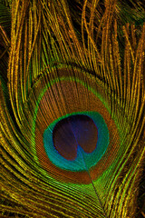 Macro peacock feathers,Colorful and Artistic Peacock Feathers. This is a macro photo of an...