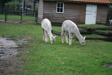 Obraz premium alpaca eating
