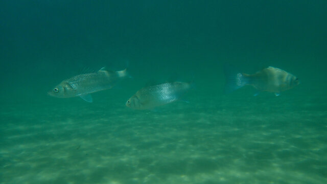 European bass or European seabass, seabass, sea bass, bass (Dicentrarchus labrax) undersea, Aegean Sea, Greece, Halkidiki
