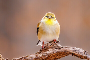 Close up portrait of an American Goldfinch (Spinus tristis) perched on a dead tree limb during late autumn. Selective focus, background blur and foreground blur
 - obrazy, fototapety, plakaty