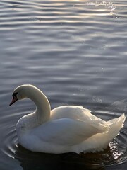 White swan swims on a pond. High quality photo