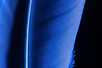 blue macro feathers,Macro shot a bird feather close-up in Black background ,Parrot feather macro...
