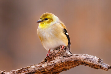 Close up portrait of an American Goldfinch (Spinus tristis) perched on a dead tree limb during late...