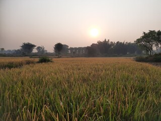 Paddy field at sunrise time. Paddy, Organic Agriculture, Ears Of Rice In The Field. grain in paddy field concept. A gricultural land with golden paddy field in countryside. Rice field in India. 
