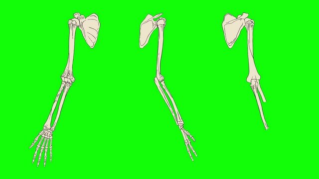 Human upper limb skeleton animation on a green background. Bones of the shoulder, forearm, hand and fingers side view, back view and front view. The humerus is highlighted in yellow.