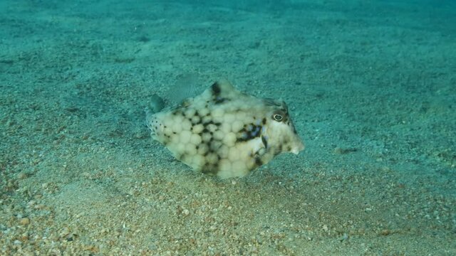 Close-up of Boxfish looking for food on the sandy bottom. Thornback Boxfish or Camel Cowfish (Tetrosomus gibbosus), 4K-60fps