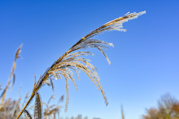 close up on reed with blue sky