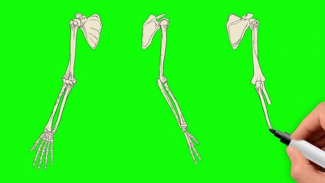 Human upper limb skeleton is hand drawn on a green background. Bones of the shoulder, forearm, hand and fingers side view, back view and front view. The humerus is highlighted in yellow.