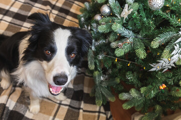 Funny portrait of cute puppy dog border collie near Christmas tree at home indoors. Preparation for holiday. Happy Merry Christmas concept