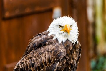 portrait of a eagle