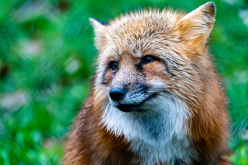 Obraz na płótnie Canvas red fox in the wild
