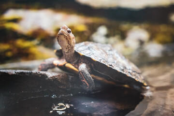 The magnificent forest turtle Rhinoclemmys pulcherrima is a species of the family of Asian...