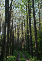A path surrounded by trees with the first sunlight in the forest.
