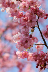 平野神社の陽光桜