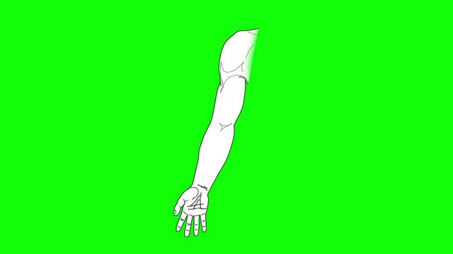 Human hand drawn upper limb on green background. The shoulder, forearm, hand and fingers of a human hand are drawn.