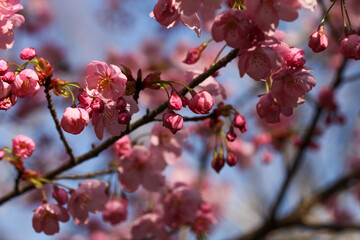 平野神社の陽光桜