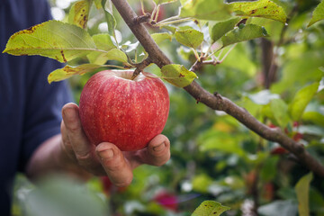 Old farmer picking red apple from tree. Harvesting fruit in organic garden