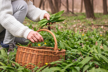 Woman picking Wild Garlic (allium ursinum) in forest. Harvesting Ramson leaves herb into wicker...