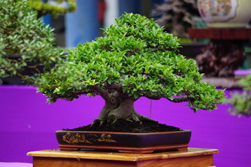 The beautiful bonsai with a natural background
