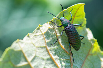 Beetle, photo of a beautiful and colorful beetle on a vine, natural light, selective focus.