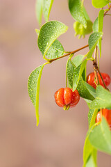 Pitanga, branch with beautiful green and ripe pitangas, abstract background, selective focus.